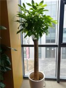 发财树