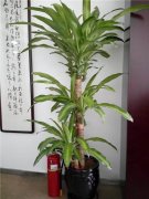 巴西木