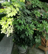 居家花卉绿植的养护常识，室内净化环境一定要有三种绿植中的其中一种绿植！