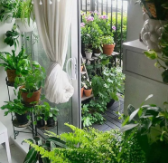 室内绿植养护小知识，不再做“植物杀手”