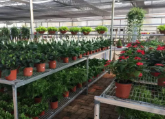 绿植养护知识--家庭养花六禁忌