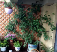 家庭常见绿植及养护知识