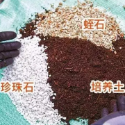 绿植养护小知识