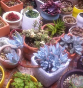 花卉租赁养护管理及要求有哪些？