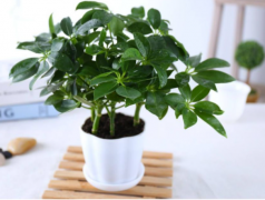 办公室植物租摆选择有讲究，植物的正确摆放你知道吗？